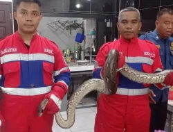 Damkartan Kota Jambi evakuasi ular piton tiga meter dari rumah warga