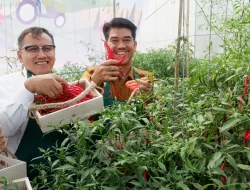 Penjabat Bupati Muaro Jambi lakukan kegiatan panen perdana cabai merah program replikasi infratani