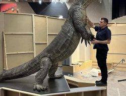 Perbandingan Ukuran Megalania dengan manusia