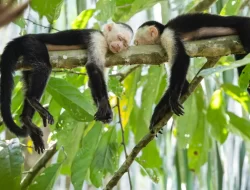 Sering Ngantuk di Dekat Pasangan? Bisa Jadi Tanda Cinta Sejati!
