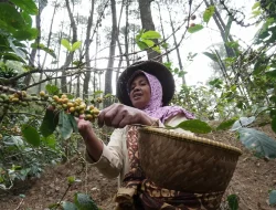 Kelompok Usaha Kopi di Bawah Naungan PHE Panen, Hasilnya Kopi Puntang Berkualitas