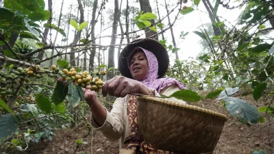 Kelompok Usaha Kopi di Bawah Naungan PHE Panen, Hasilnya Kopi Puntang Berkualitas