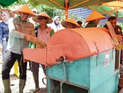 Bupati Batang Hari Hadiri Panen Raya Padi, Dorong Masyarakat Manfaatkan Peluang Usaha Pertanian