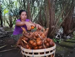 Agroforestri Salak Bali Diakui FAO sebagai Situs Warisan Pertanian Dunia