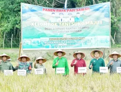 Perkuat Ketahanan Pangan, Bupati Batang Hari Hadiri Panen Raya Padi di Desa Rantau Gedang