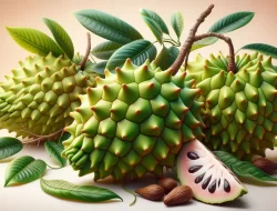 10 Manfaat dan Kandungan Buah Sirsak, Bisa Melawan Infeksi?
