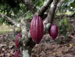 Kendala Produksi, Harga Kakao dan Kopi Naik