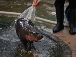 Moo Deng, Kuda Nil Lucu yang Sering Nongol di Sosmed Ternyata Spesies yang Terancam Punah