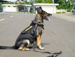 Anjing ini Bergaji Belasan Juta, Lebihi Karyawan UMR