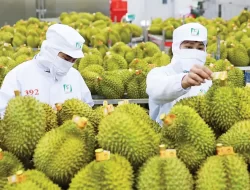 Kalahkan RI, Vietnam Kuasai Pasar Durian Global dengan Nilai Ekspor Rp53,7 Triliun