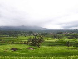 WNA Jerman Kuasai 34 SHM Tanah di Bali, Ubah Sawah Jadi Kampung Rusia