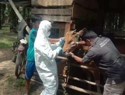 Pemkot Jambi Terima 150 Dosis Vaksin PMK, Antisipasi Penyebaran di Hewan Ternak