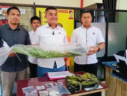 Polisi Tangkap Pria di Sungai Penuh yang Tanam Ganja di Lahan Pribadi
