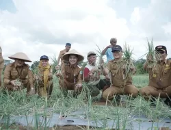 Wawako Diza Hadiri Panen Bawang