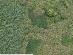 59 Titik Ladang Ganja Ditemukan di Lereng Bromo, Menhut Bantah Keterlibatan Pegawai