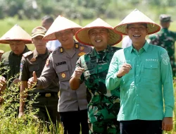 Batang Hari Komitmen Dukung Swasembada Pangan, Bupati dan Dandim Tanam Padi Serentak