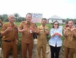 Bupati Muaro Jambi Hadiri Panen Raya Cabai Merah di Desa Maju Jaya