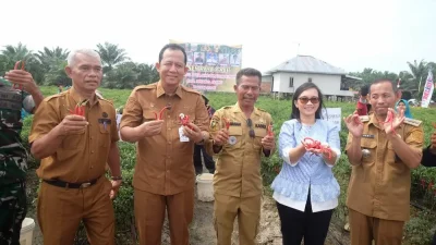 Bupati Muaro Jambi Hadiri Panen Raya Cabai Merah di Desa Maju Jaya