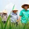 Panen Raya, Fadhil Arief Dorong Kesejahteraan Petani Lewat IP-2
