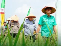 Panen Raya, Fadhil Arief Dorong Kesejahteraan Petani Lewat IP-2
