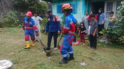 Resahkan Warga Thehok, Ular Sanca 3 Meter Berhasil Dievakuasi Damkar