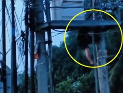 Aksi Nekat Berujung Nahas, Pencuri Kabel Jatuh dari Tiang Listrik