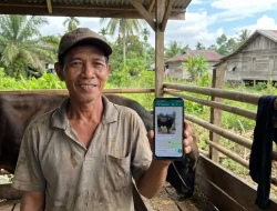 Disbunak Tanjabtim Luncurkan Grup Sapi Online Jelang Idul Adha