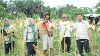 DPRD Kota Jambi dan HKTI Dukung Pengembangan Pertanian Jagung di Jambi