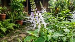 Tanaman dengan “Kumis” Unik Ini Disebut Baik untuk Ginjal