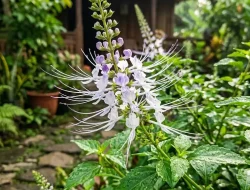 Tanaman dengan “Kumis” Unik Ini Disebut Baik untuk Ginjal