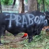 APBN Biayai 1.098 Sapi Kurban Presiden Prabowo untuk Daerah