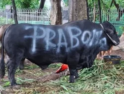 APBN Biayai 1.098 Sapi Kurban Presiden Prabowo untuk Daerah