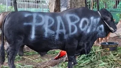 APBN Biayai 1.098 Sapi Kurban Presiden Prabowo untuk Daerah