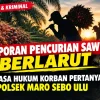 Laporan Dugaan Pencurian Sawit Sejak 2025, Kuasa Hukum Minta Polsek Muaro Sebo Ulu Beri Kejelasan
