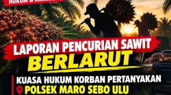 Laporan Dugaan Pencurian Sawit Sejak 2025, Kuasa Hukum Minta Polsek Muaro Sebo Ulu Beri Kejelasan