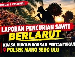Laporan Dugaan Pencurian Sawit Sejak 2025, Kuasa Hukum Minta Polsek Muaro Sebo Ulu Beri Kejelasan